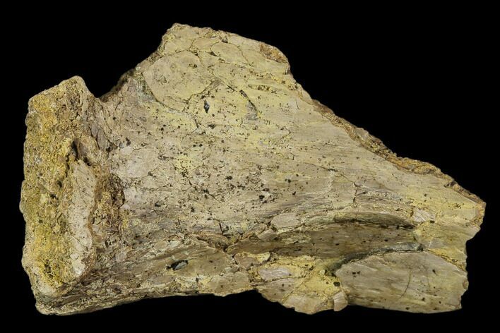 Fossil Unidentified Pterosaur (Pteranodon) Bone Section - Kansas #115217